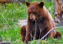 Ursus americanus